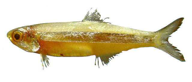 宽带小公鱼(Anchoviella lepidentostole)