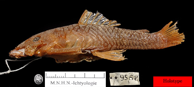 猬鈎鲇(Ancistrus erinaceus)