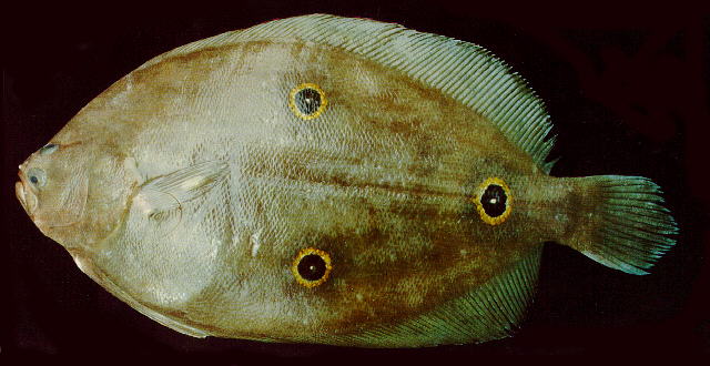 枝状弯鲆(Ancylopsetta dendritica)