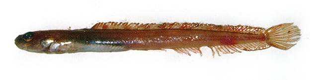 中间弧线鳚(Anisarchus medius)