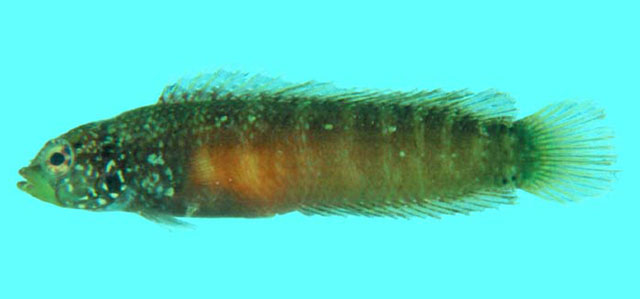 凯氏异色鲈(Anisochromis kenyae)