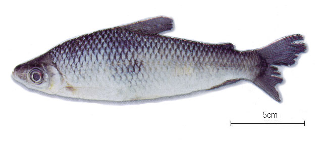 侧头拟上口脂鲤属(Anostomoides laticeps)