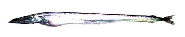 尼氏法老鱼(Anotopterus nikparini)