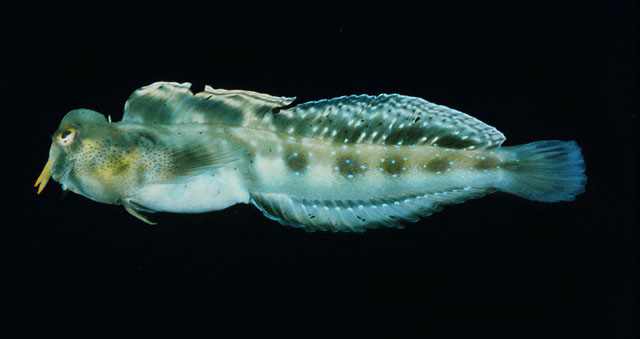 红海触角鳚(Antennablennius hypenetes)