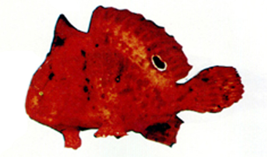 双斑躄鱼(Antennarius biocellatus)