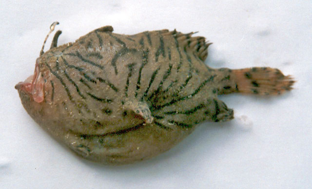 印度躄鱼(Antennarius indicus)