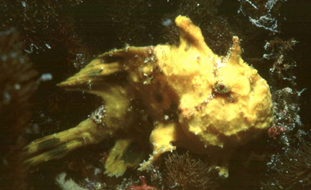 豹纹躄鱼(Antennarius pardalis)