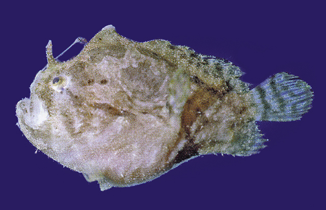 珊瑚手躄鱼(Antennatus analis)