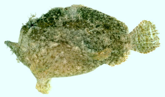 驼背手躄鱼(Antennatus dorehensis)