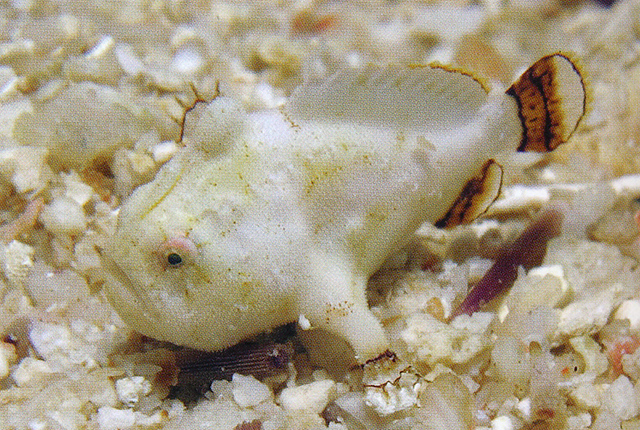 网纹手躄鱼(Antennatus tuberosus)
