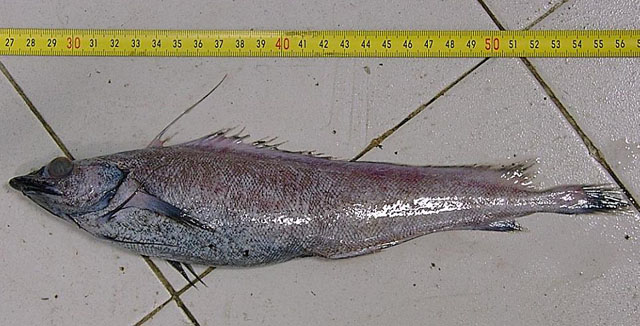 大吻拟深海鳕(Antimora rostrata)