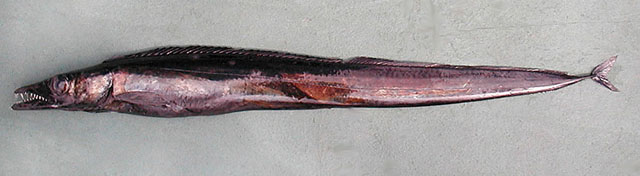 狼牙等鳍叉尾带鱼(Aphanopus carbo)