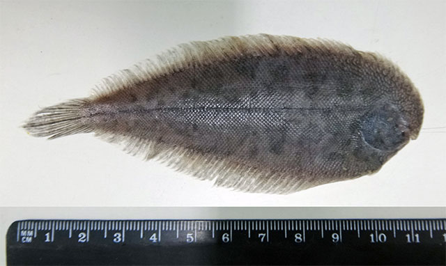 杜氏无锯鳎(Apionichthys dumerili)