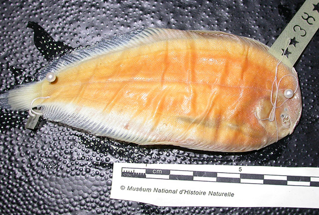纳特氏无锯鳎(Apionichthys nattereri)