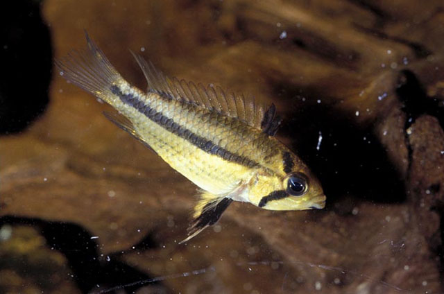 丝鳍隐带丽鱼(Apistogramma cacatuoides)