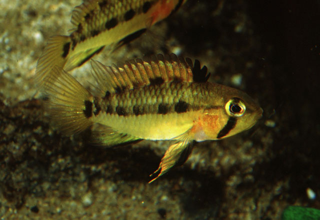 克氏隐带丽鱼(Apistogramma cruzi)