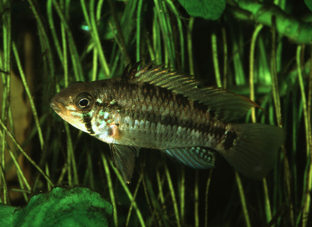 戈斯氏隐带丽鱼(Apistogramma gossei)