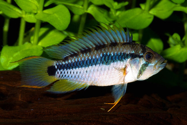 危瓜多尔隐带丽鱼(Apistogramma payaminonis)