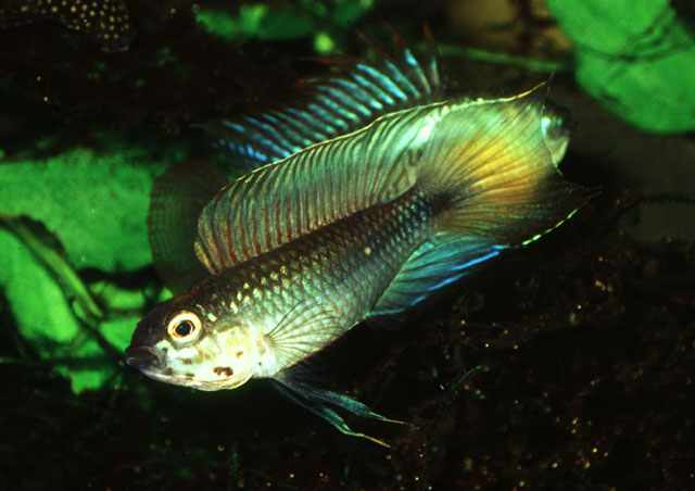 乌氏隐带丽鱼(Apistogramma uaupesi)