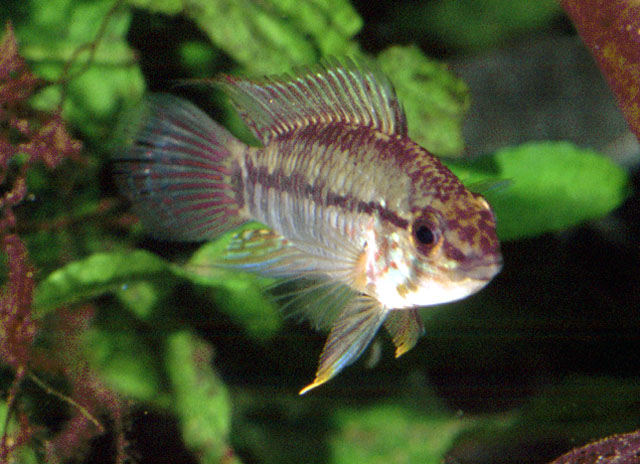 厄氏隐带丽鱼(Apistogramma urteagai)