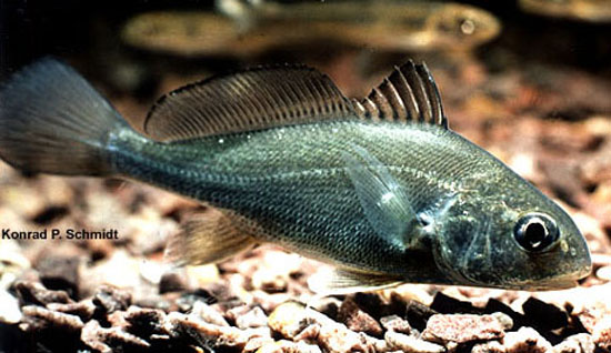 淡水石首鱼(Aplodinotus grunniens)
