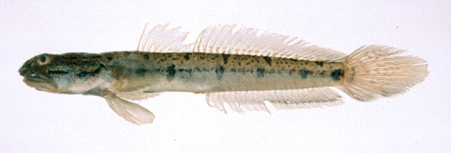 短斑叉牙虾虎(Apocryptodon punctatus)