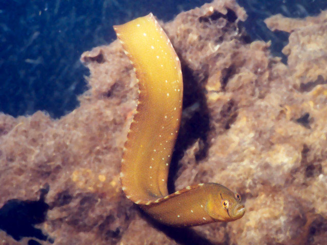 黄色无足鳚(Apodichthys flavidus)