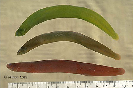 食藻无足鳚(Apodichthys fucorum)