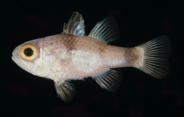 加德纳氏似天竺鱼(Apogonichthyoides gardineri)