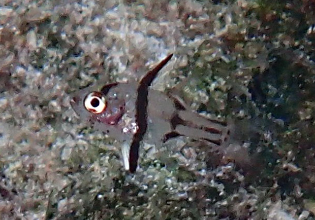 黑鳍似天竺鱼(Apogonichthyoides nigripinnis)