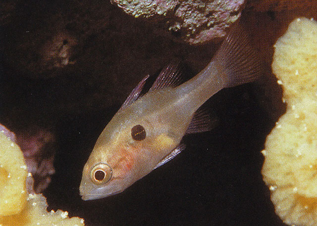 腋斑似天竺鱼(Apogonichthyoides uninotatus)