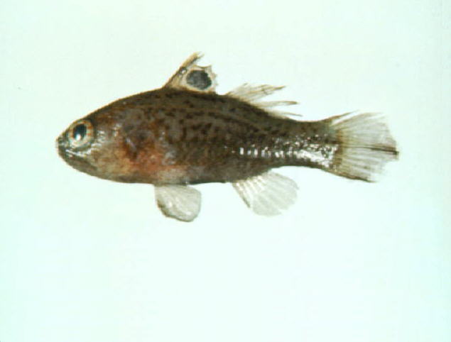 眼斑天竺鱼(Apogonichthys ocellatus)