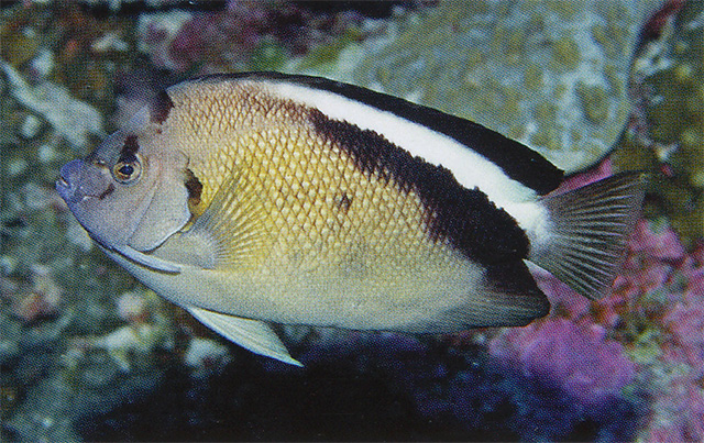 格氏阿波鱼(Apolemichthys griffisi)