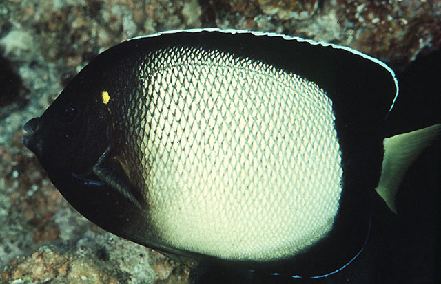 蓝嘴阿波鱼(Apolemichthys xanthotis)