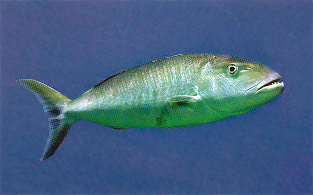 蓝短鳍笛鲷(Aprion virescens)