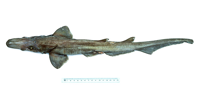 澳洲光尾鲨(Apristurus australis)