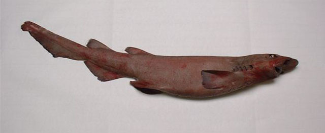 褐光尾鲨(Apristurus brunneus)