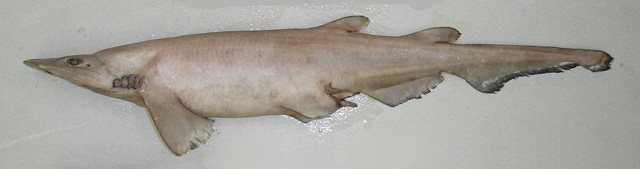 血色光尾鲨(Apristurus exsanguis)