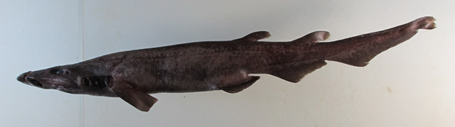 驼背光尾鲨(Apristurus gibbosus)