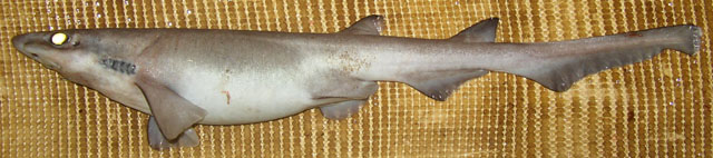 冰岛光尾鲨(Apristurus laurussonii)