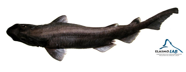 大鼻光尾鲨(Apristurus nasutus)
