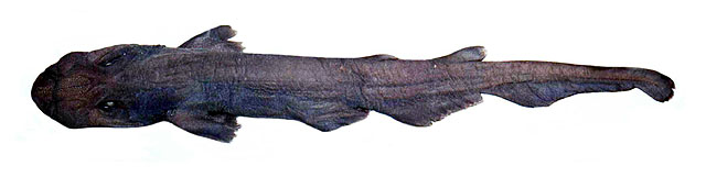 微鳍光尾鲨(Apristurus parvipinnis)