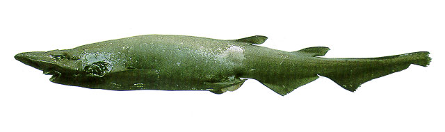 深水光尾鲨(Apristurus profundorum)