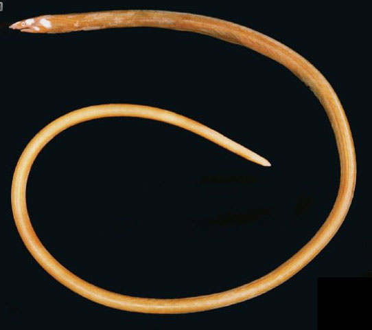 澳洲无鳍蛇鳗(Apterichtus australis)
