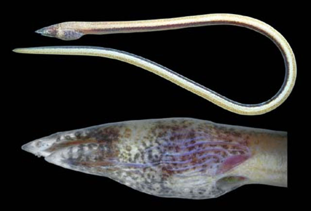 赤道无鳍蛇鳗(Apterichtus equatorialis)