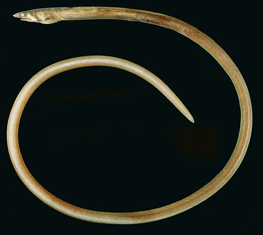 黄尾无鳍蛇鳗(Apterichtus flavicaudus)
