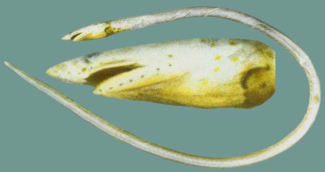 克氏无鳍蛇鳗(Apterichtus klazingai)