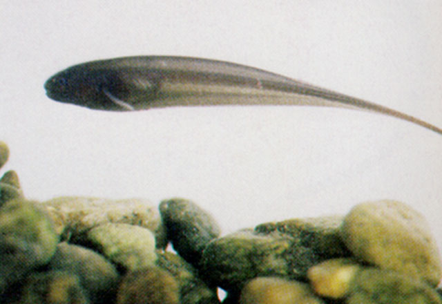 寛胸翎电鳗(Apteronotus cuchillejo)