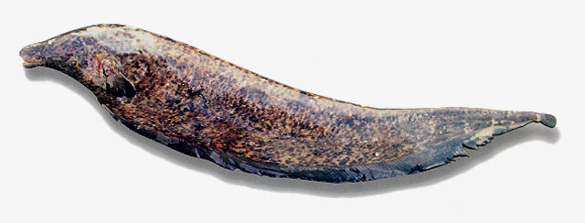 委内瑞拉翎电鳗(Apteronotus cuchillo)