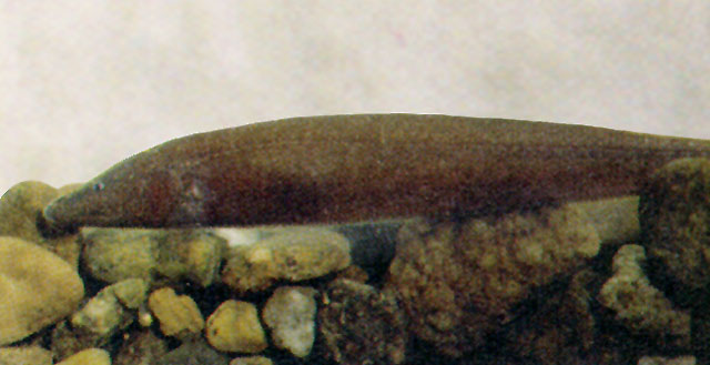 小吻翎电鳗(Apteronotus leptorhynchus)